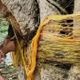 Bihar Teacher Suspended for Cutting Vat Savitri Threads on Banyan Tree