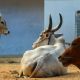 Maharashtra Six Cow Vigilantes Booked for Assaulting Dalit Man