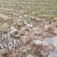 Wild Elephants Devastate Rice Crops in Bahragodra's Angarishol, Farmers Alarmed