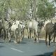 North Bengal Cattle Markets Face Sharp Decline Ahead of Eid al-Adha Due to Restrictions