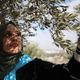 UN experts sound alarm as Palestinian farmers confront renewed Israeli settler threats during olive harvest