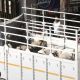 Mumbai Civic Authority Prohibits Keeping Goats for Eid Sacrifice in Residential Societies After Hindu Group Protests
