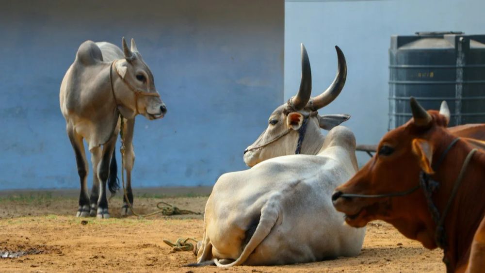 Maharashtra Six Cow Vigilantes Booked for Assaulting Dalit Man