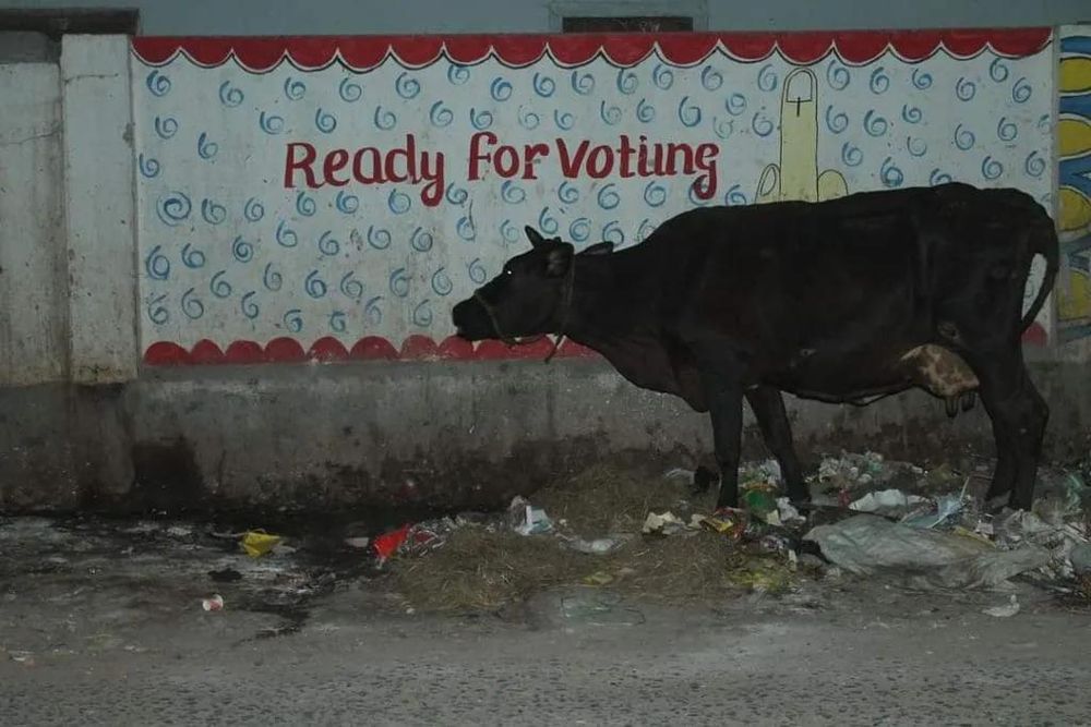 Gujarat HC Refuses Bail to Muslim Accused of Cow Slaughter, Citing Sacred Status to Many Communities