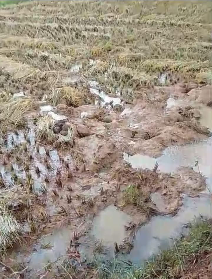 Wild Elephants Devastate Rice Crops in Bahragodra's Angarishol, Farmers Alarmed