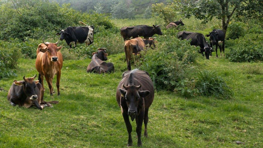 Madras High Court Imposes Immediate Ban on Cow Slaughter in Tamil Nadu Ahead of Eid al-Adha