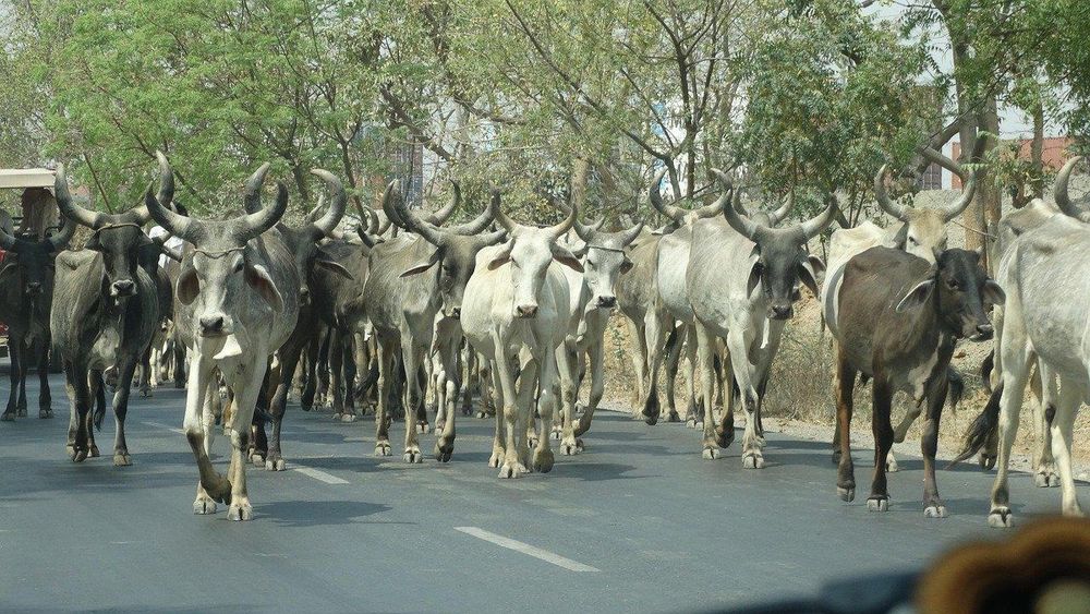 North Bengal Cattle Markets Face Sharp Decline Ahead of Eid al-Adha Due to Restrictions