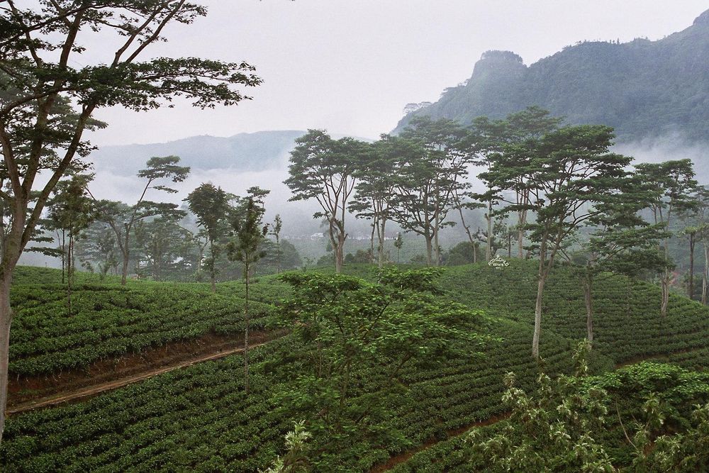 Sri Lanka's Malaiyaha Tamil Tea Estate Workers Face Serious Labor Abuses, Says Amnesty