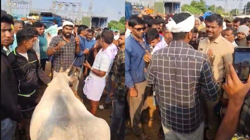Hassan's Cattle Boycott Ahead of Eid al-Adha: Farmers Fear Financial Losses