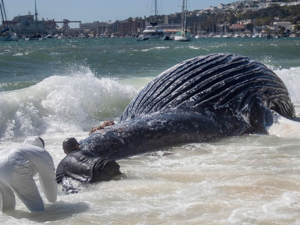 How the US-Israel Conflict in Iran Poses a Threat to Whales Off South Africa's Coast