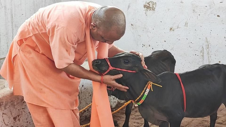 Yogi Adityanath Slams Demand to Declare Cow 'National Animal', Calls It 'Double Standard'