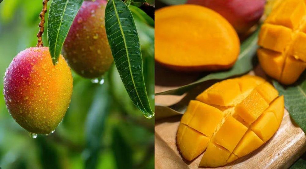 Galudih: Woman Farmer's Mangoes Reach London, Village Filled with Joy