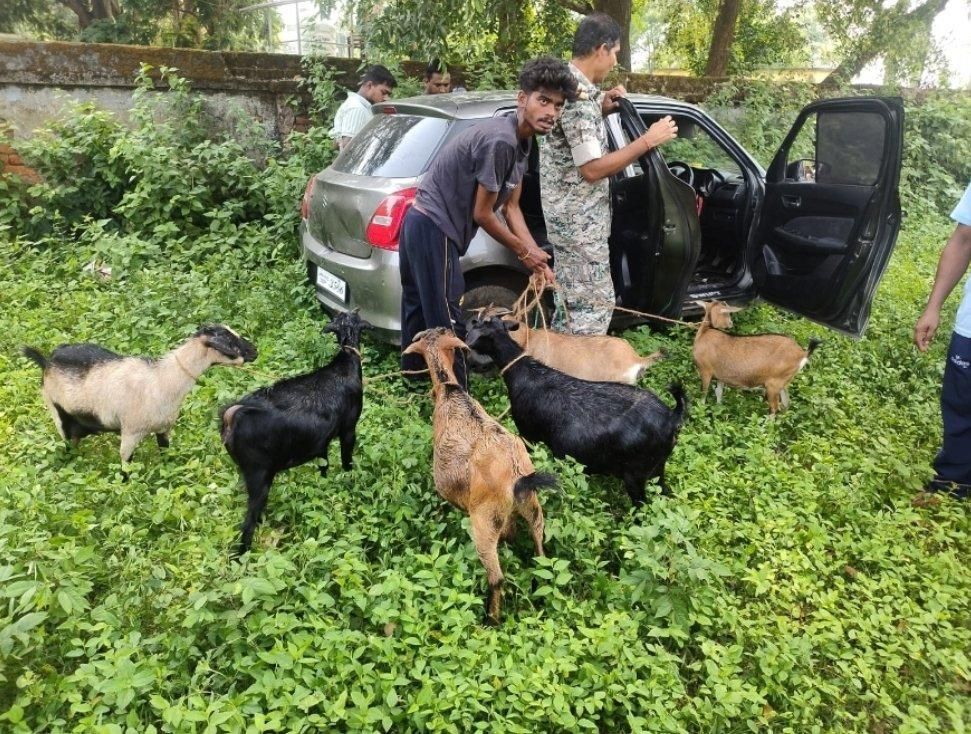 Jamshedpur: Bakra Chori Gang Busted in Chakulia, One Arrested