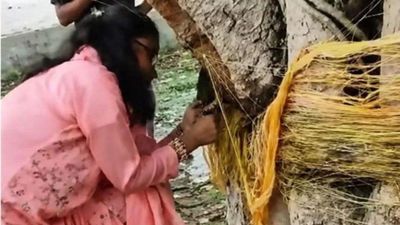 Bihar Teacher Suspended for Cutting Vat Savitri Threads on Banyan Tree