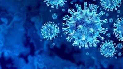 Argentina Widens Hantavirus Probe, Tests Rats in Mendoza