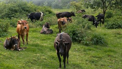 Madras High Court Imposes Immediate Ban on Cow Slaughter in Tamil Nadu Ahead of Eid al-Adha