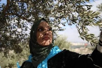 UN experts sound alarm as Palestinian farmers confront renewed Israeli settler threats during olive harvest