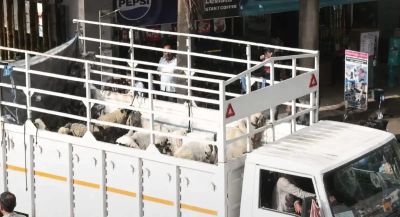 Mumbai Civic Authority Prohibits Keeping Goats for Eid Sacrifice in Residential Societies After Hindu Group Protests