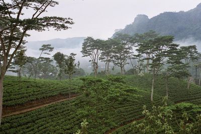 Sri Lanka's Malaiyaha Tamil Tea Estate Workers Face Serious Labor Abuses, Says Amnesty