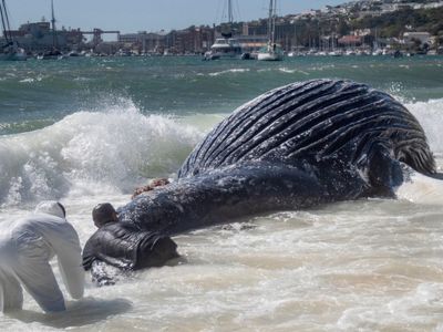 How the US-Israel Conflict in Iran Poses a Threat to Whales Off South Africa's Coast