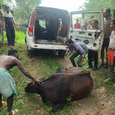 Jamshedpur: Scorpio Involved in Kamalpur Accident, Two Cattle Found, Driver Flees
